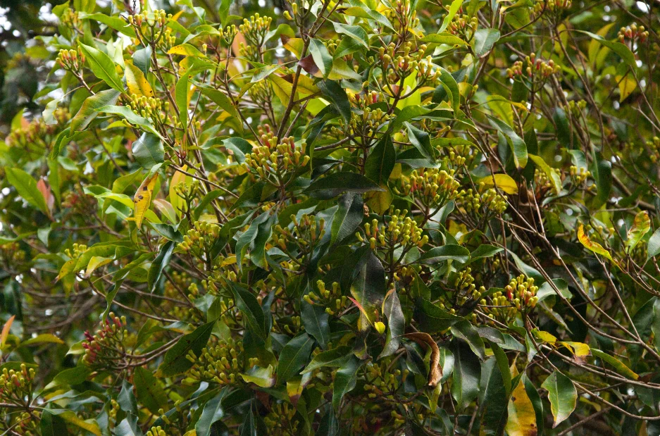 Eugenol faydaları Karanfil yağı diş ağrısı Eugenol diş hekimliği kullanımı Karanfil yağı antioksidan özellikleri