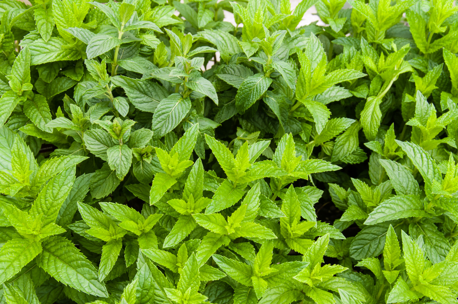 spearmint essential oil benefits spearmint vs peppermint spearmint essential oil for digestion spearmint oil uses spearmint oil for hair